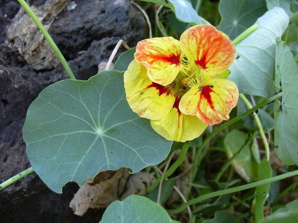 Цветок настурция: уход, выращивание и фото цветов