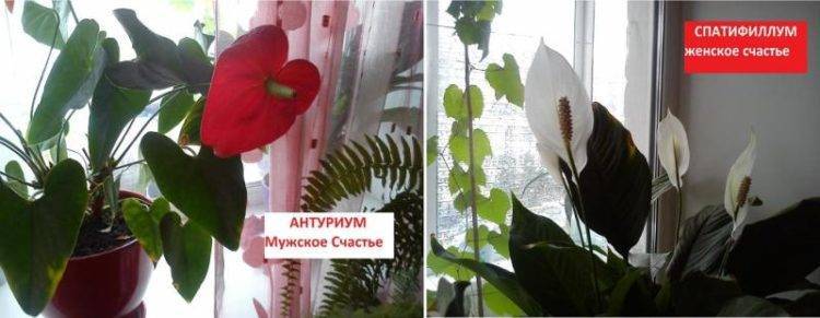 Мужской цветок антуриум: как заставить его цвести и принести в дом счастье