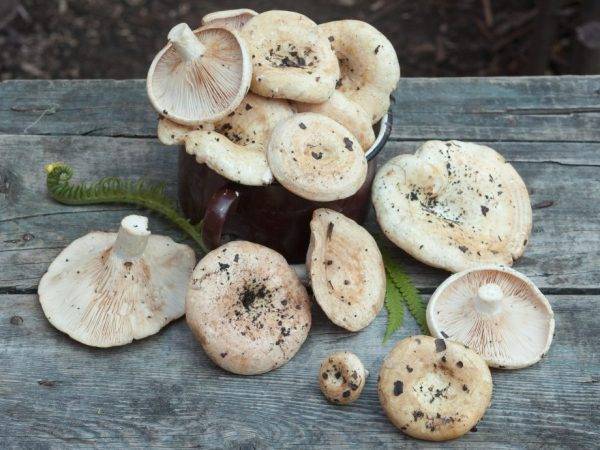 Как беспроблемно чистить белые грибы