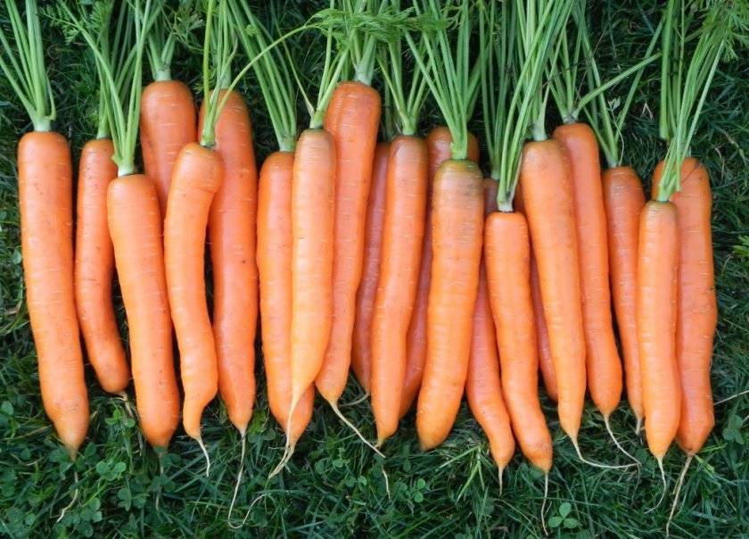 Как правильно выращивать и ухаживать за морковью в открытом грунте
