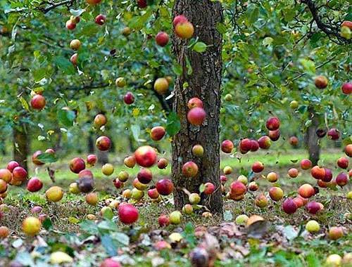 Садоводы делятся опытом — почему на яблоне трескается кора?