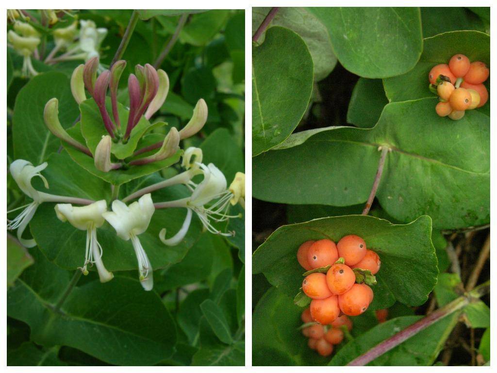 Размножение плодовой жимолость от куста: 4 вегетативных способа