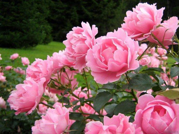 Как ухаживать за розами весной, что бы получить долгое цветение