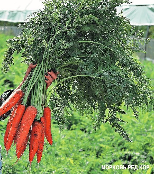 Белая сердцевина у моркови — почему так происходит