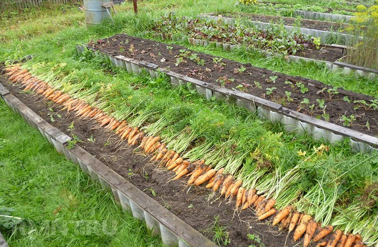 Выращивание моркови на даче