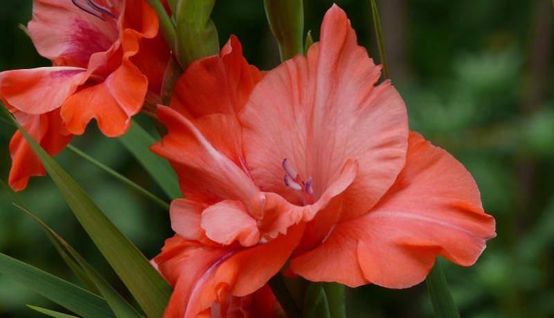 Венерин башмачок крупноцветковый: описание вида, особенности выращивания, видео