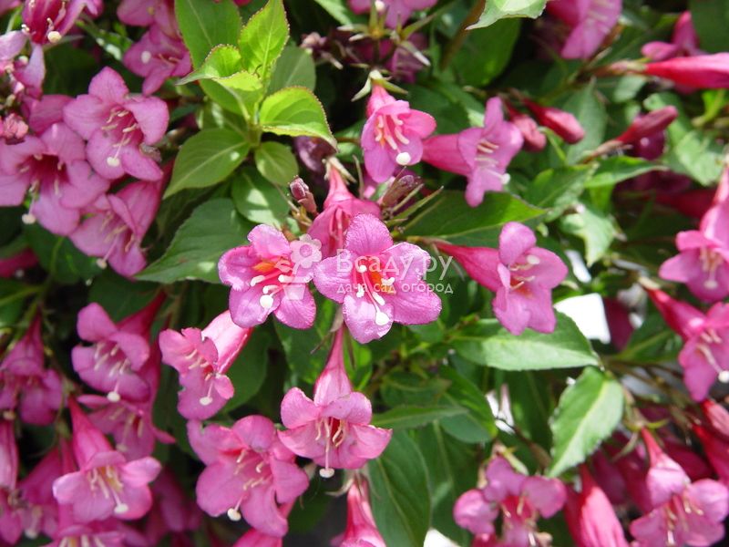 Вейгела — один из лучших цветущих кустарников весны