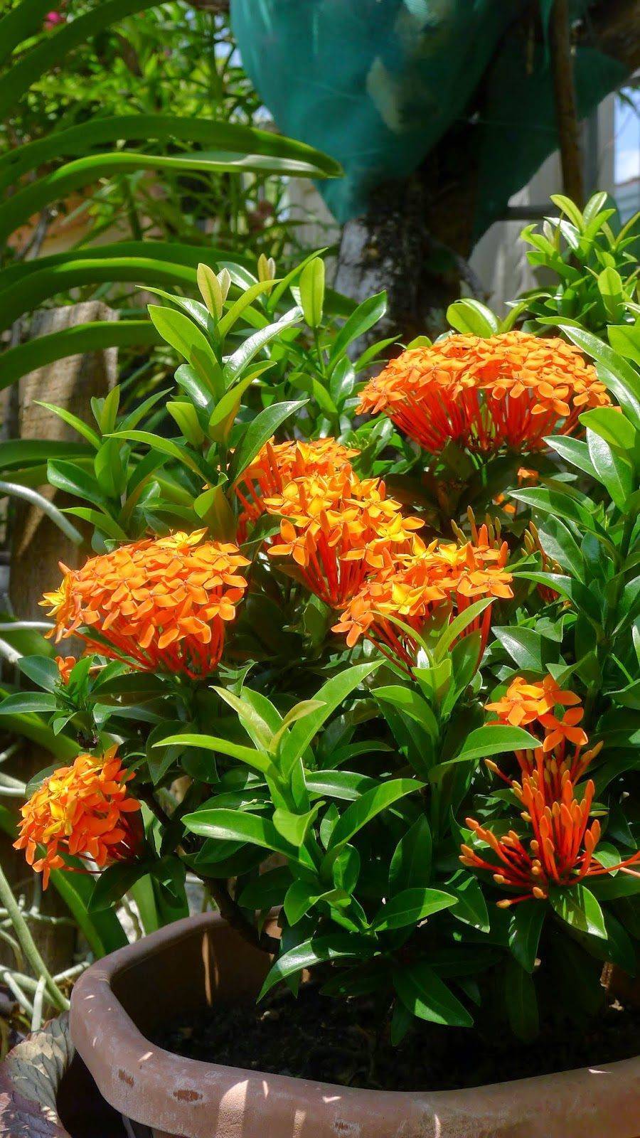 Цветок иксора: уход, выращивание и размножение в домашних условиях