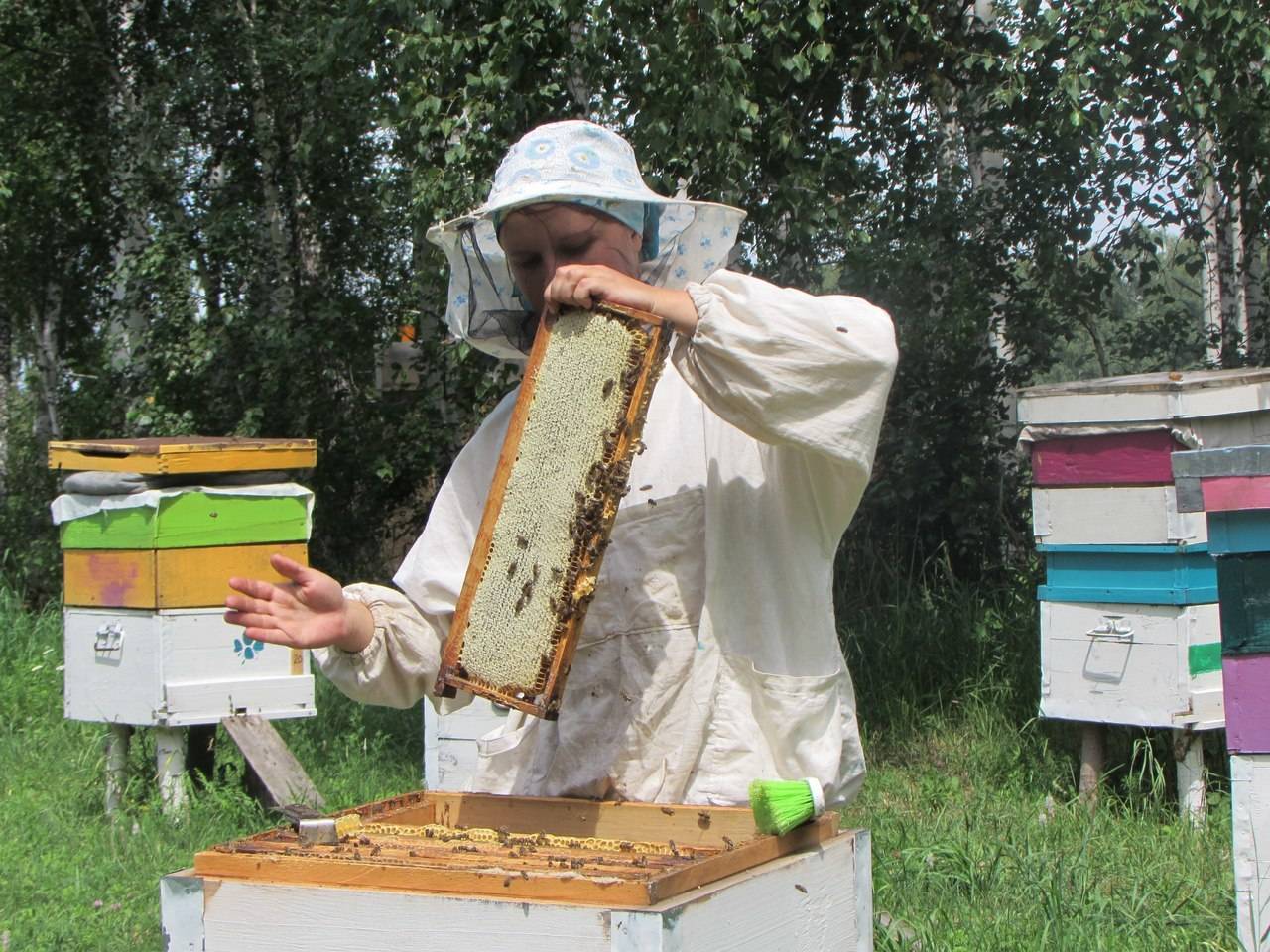 Что делает пчеловод. Пчеловодное хозяйство "Пасечник Шишкин". Пасека Эллерт. Пасека Маныловых. Пасека Горная Шория.