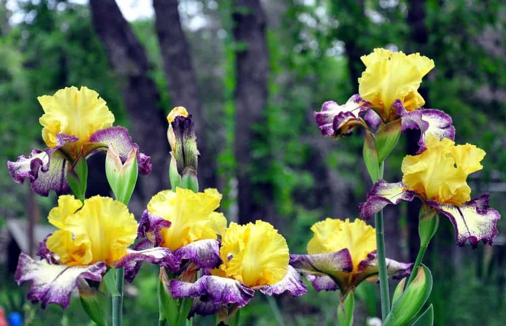 6 причин, почему ирисы вдруг перестали цвести