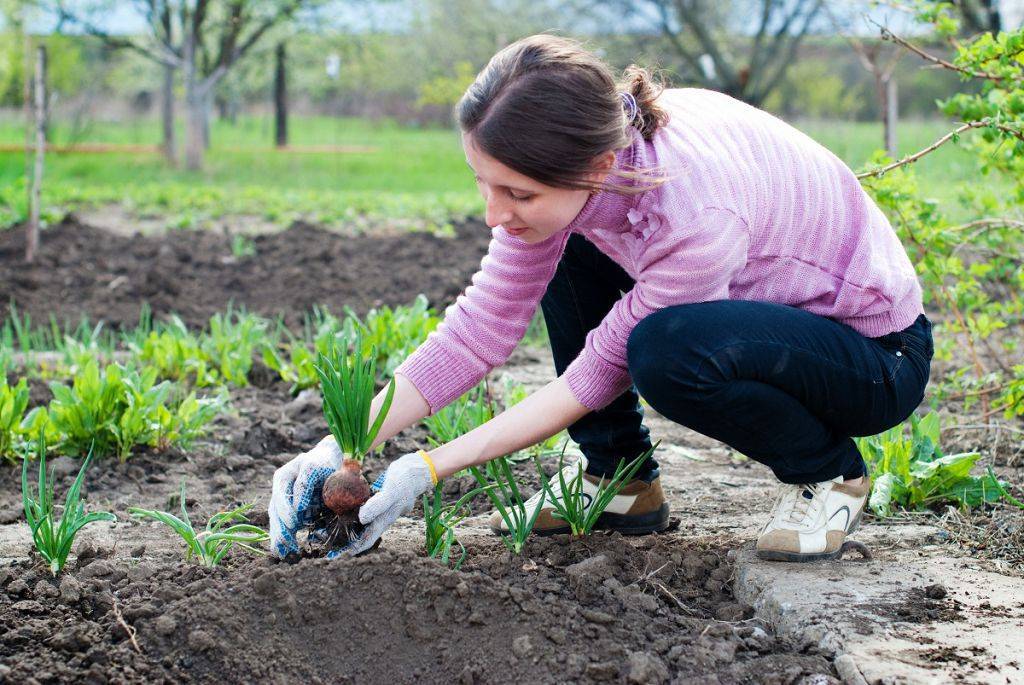 Какие работы следует выполнять в саду весной