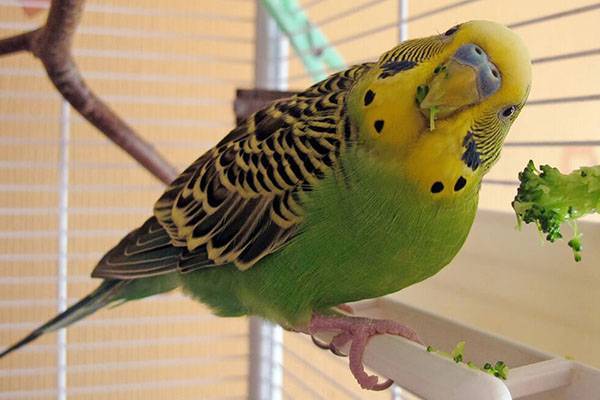 Чем в домашних условиях кормить волнистого попугая