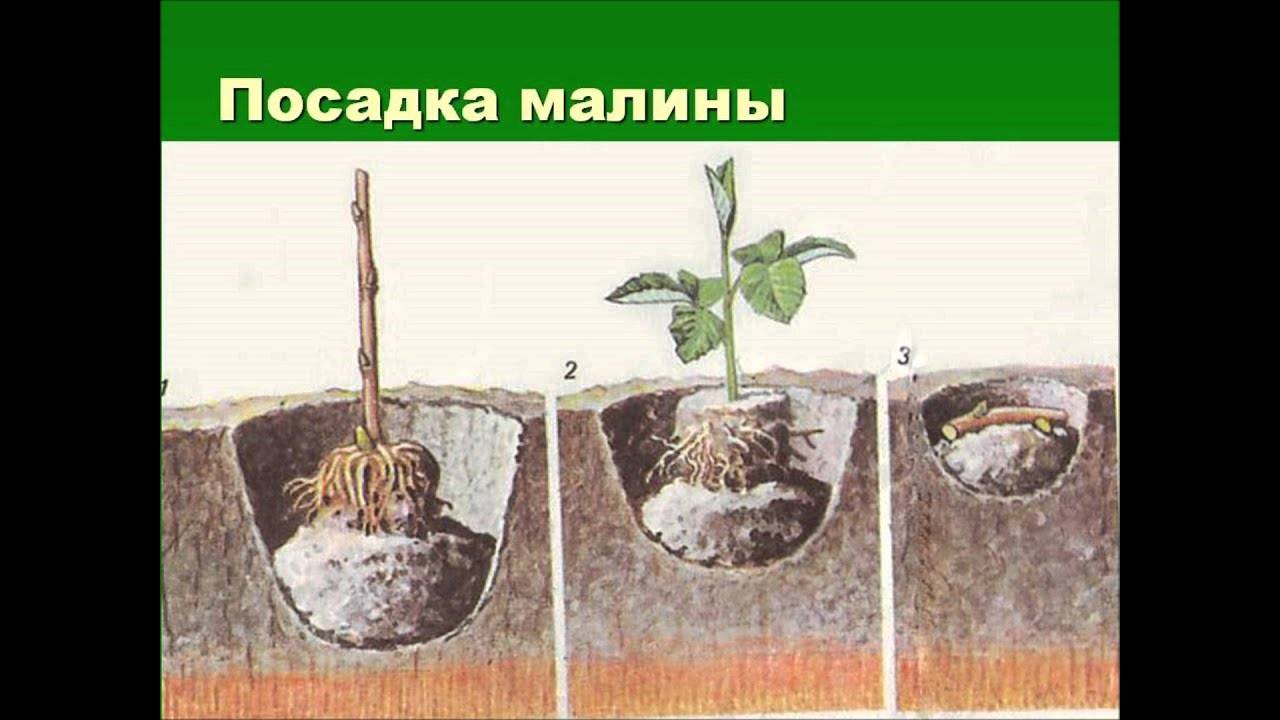 Агротехника выращивания малины