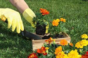 30 дел, которые надо сделать в саду, огороде и цветнике в апреле
