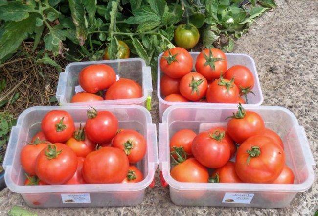 Стоит ли обрабатывать семена томатов перед посадкой и как это сделать