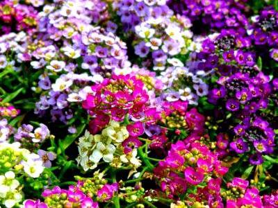 Цветочный ковер для дачи — элегантные виды ибериса