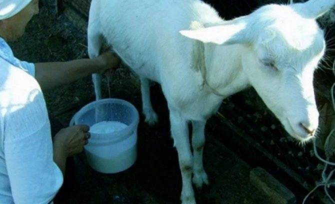 Сколько в сутки молока дает коза