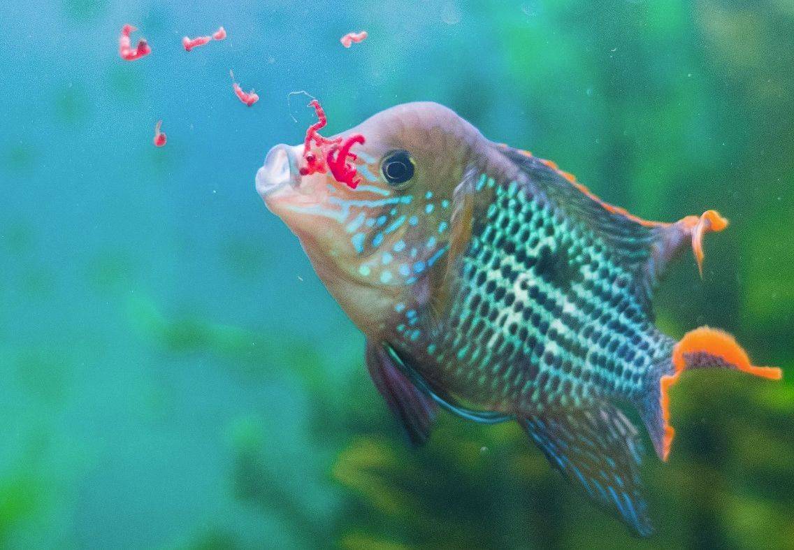 Секреты кормления аквариумных рыб