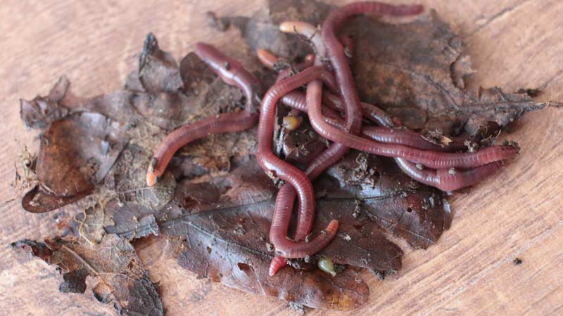 Все о выращивании и разведении дождевых червей в домашних условиях