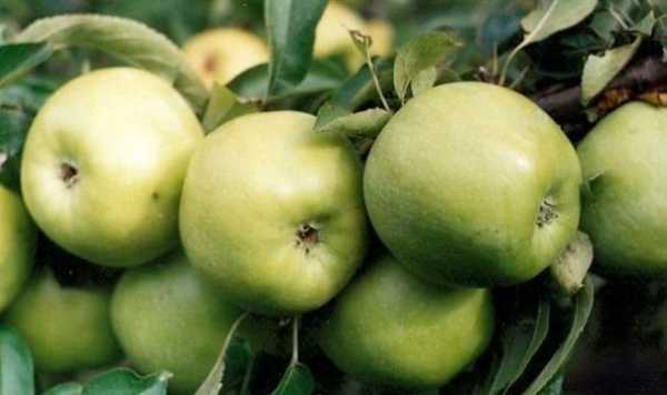 Как избавиться от лишайника на яблоне и предупредить его