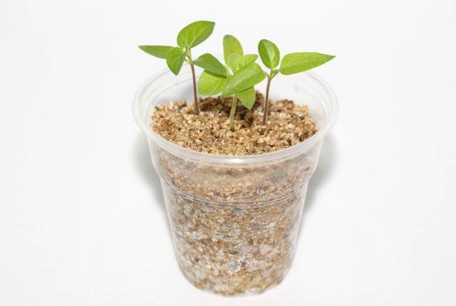 Вермикулит — преимущества и недостатки применения для растений
