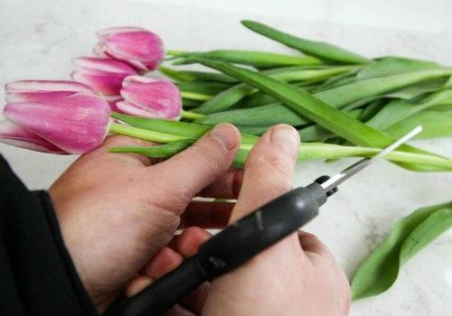 Как дольше сохранить срезанные тюльпаны в домашних условиях