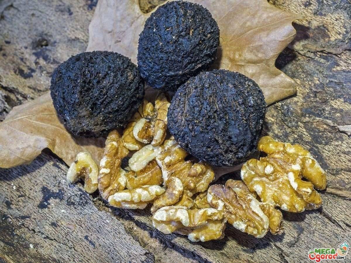 Необычный черный орех: полезные свойства, противопоказания и практические советы по использованию