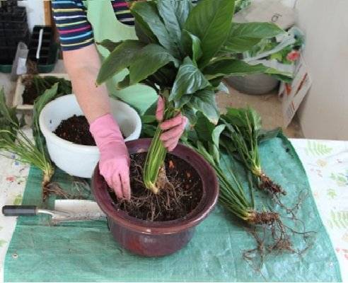 Размножение спатифиллума и уход за молодыми растениями