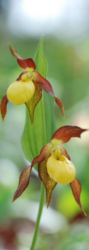 Орхидея венерин башмачок в домашних условиях