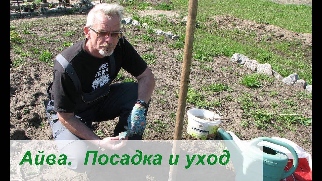 Необыкновенная айва обыкновенная. посадка и уход в средней полосе