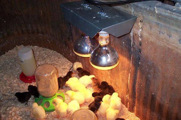 Температурный режим для цыплят бройлеров