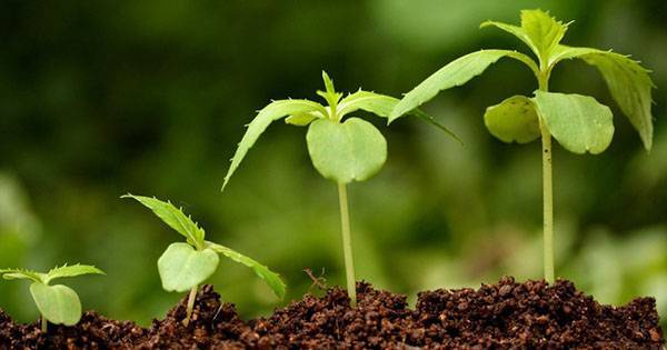 Какие бывают регуляторы роста растений и как их использовать