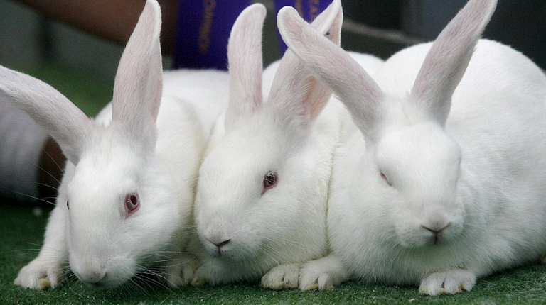 Кокцидиоз у кроликов, все о самой распространенной болезни