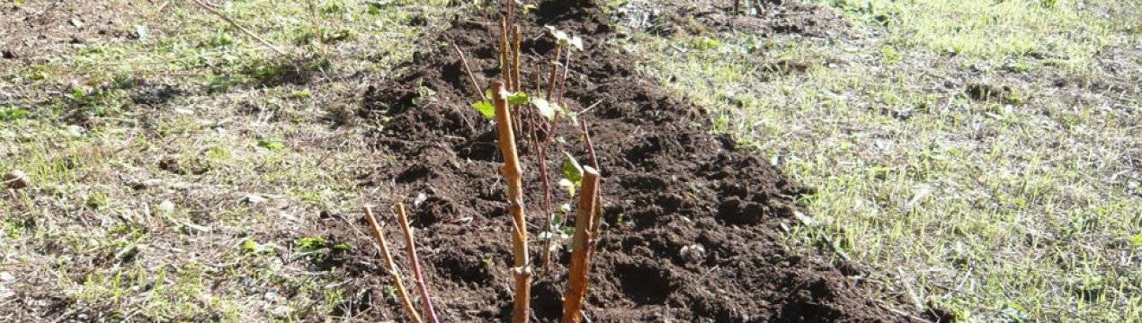 Как посадить малину весной саженцами
