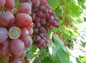 Виноград анюта