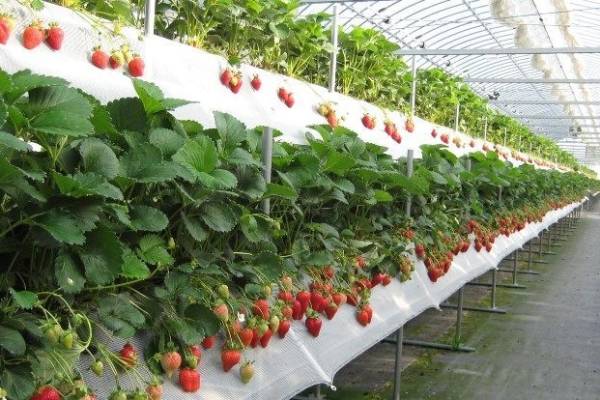 Голландская технология выращивания клубники для начинающих