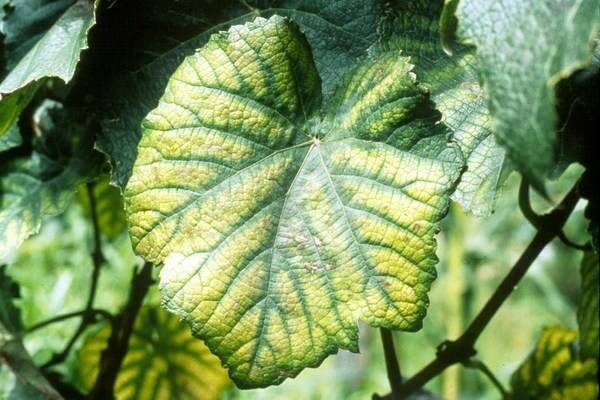 Меры борьбы с вредителями и болезнями, поражающими листья домашнего лимона