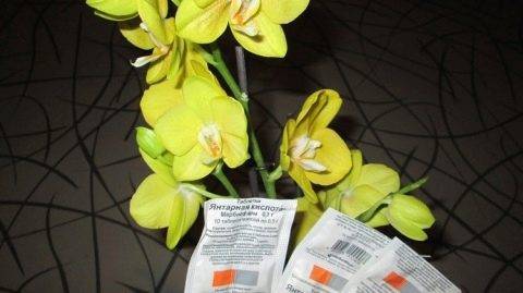 Янтарная кислота для орхидей — применение