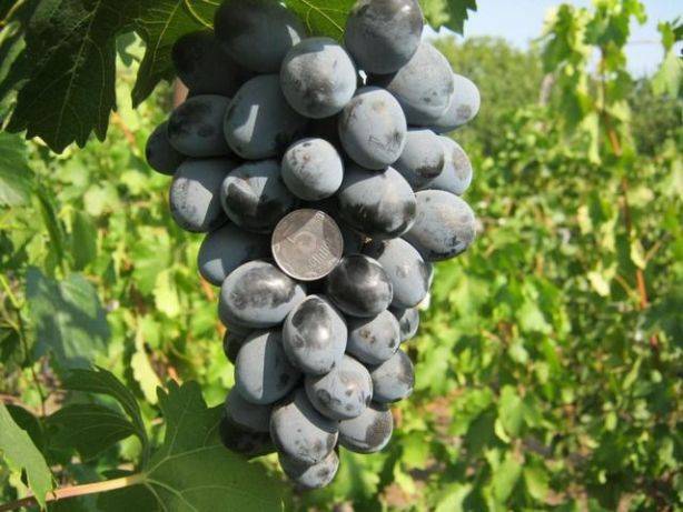 Виноград для настоящего пиршества  – гибрид фуршетный