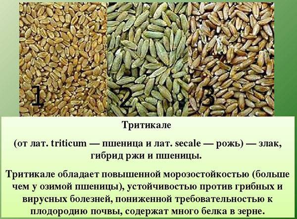 Тритикале гибрид ржи и пшеницы — когда сеять, применение, видео