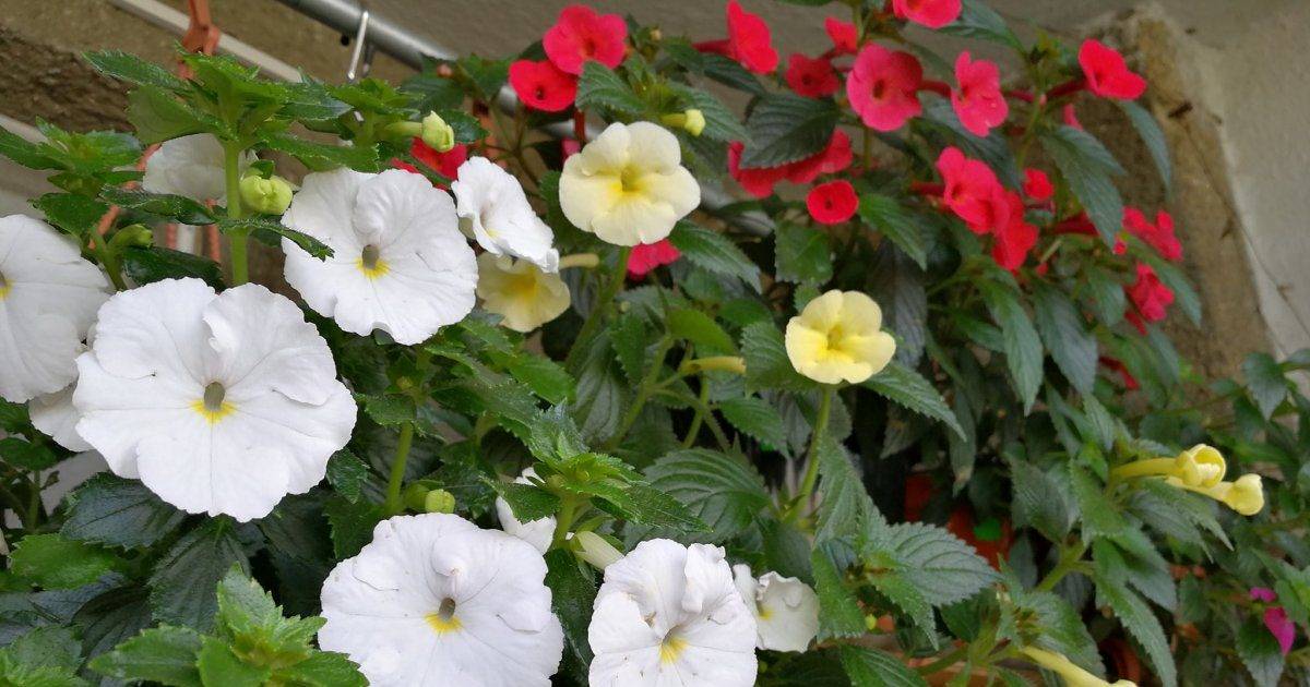 Ахименес: секреты обильного цветения
