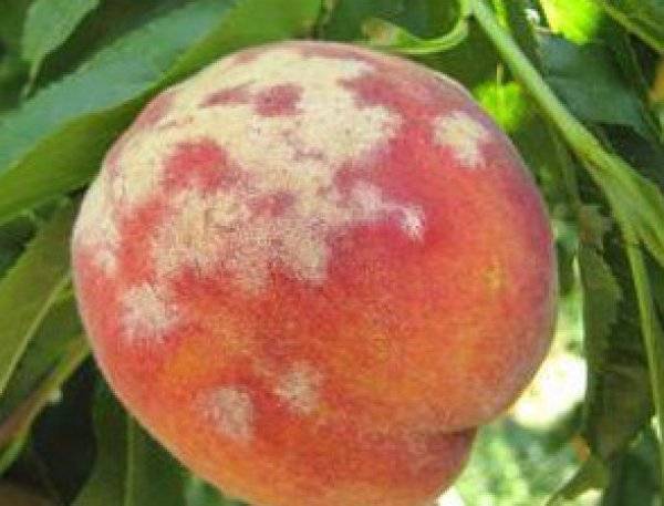 Как вырастить персиковое дерево и получить обильный урожай