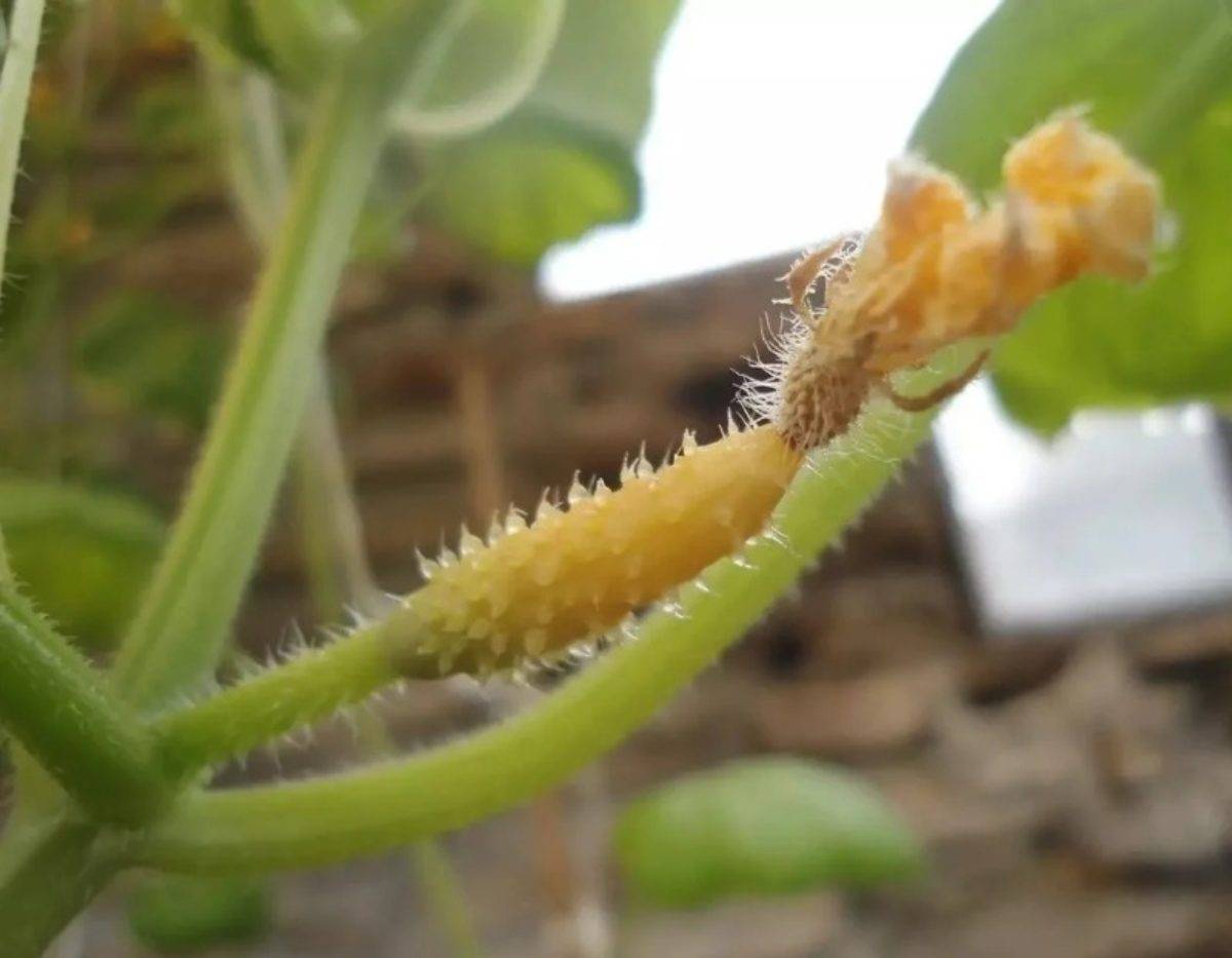 Иберис зонтичный: два способа выращивания из семян