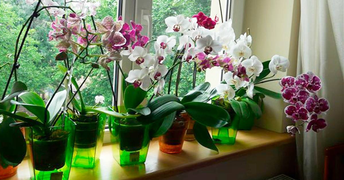 Пятна на листьях орхидеи: причины и правила лечения