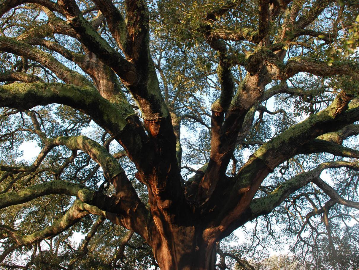 Пробковое дерево — где растет, свойства, где используется, видео