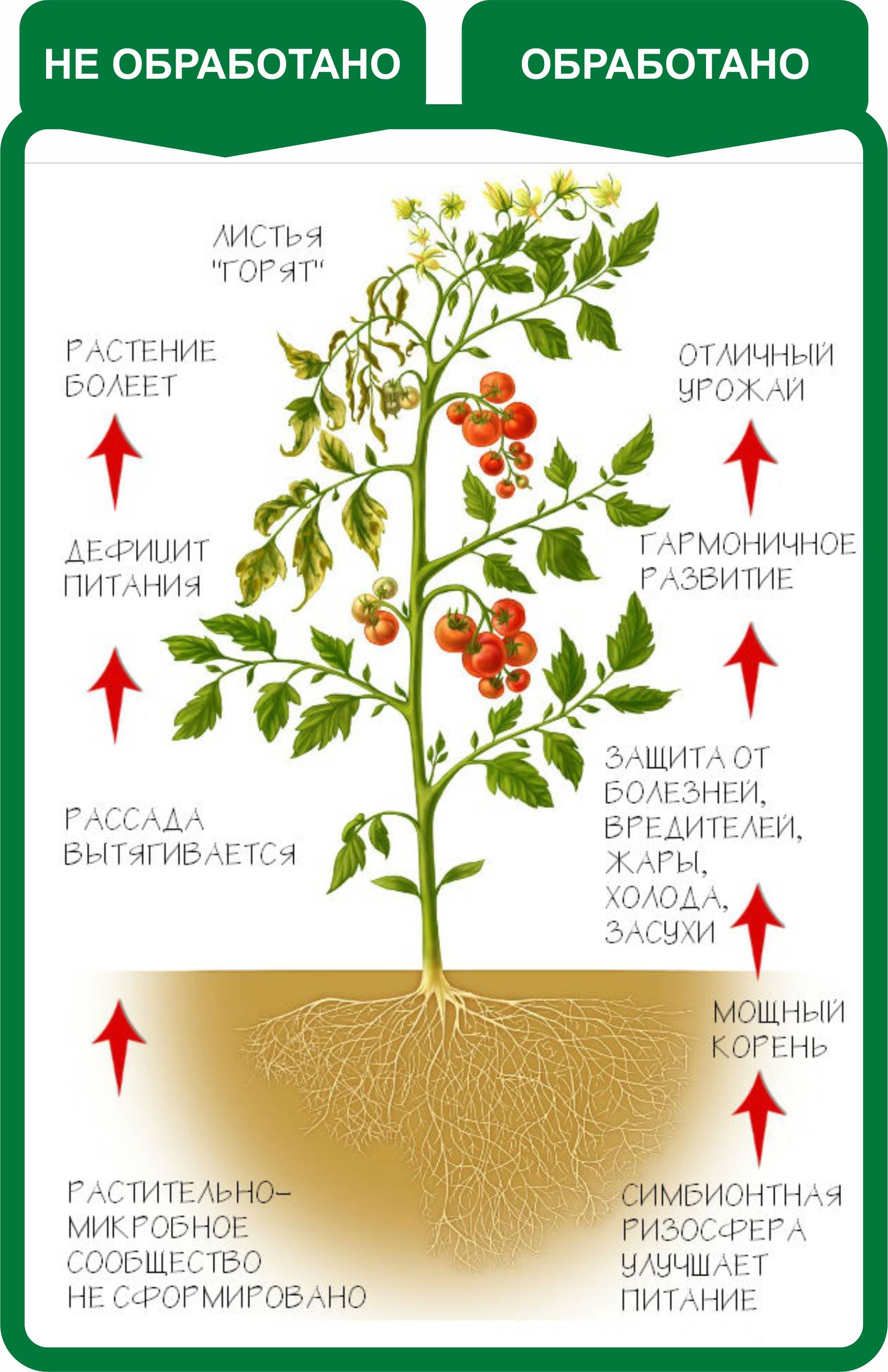 Влияние фитогормонов на рост. Регуляторы роста растений классификация. Строение куста томата. Стимуляторы и регуляторы роста растений. Регуляторы роста и развития растений.