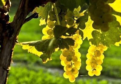Вино chardonnay (шардоне ) – что это за сорт винограда, его полное описание с характеристиками