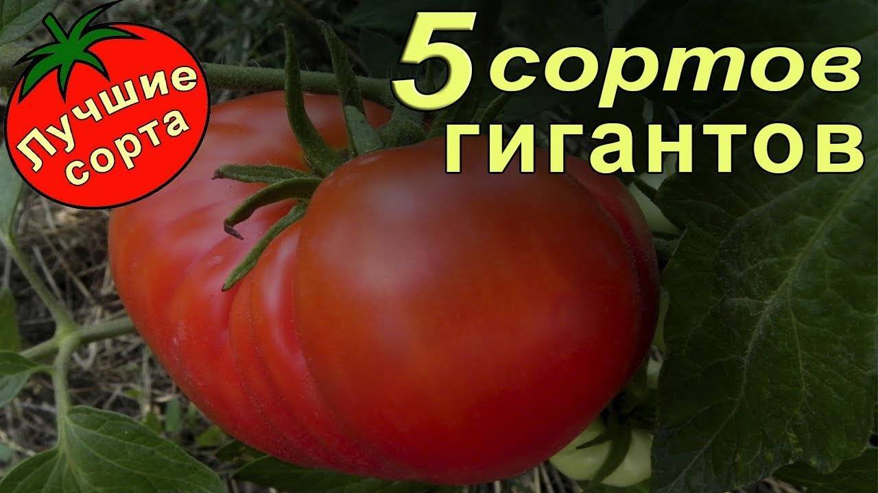 Ранние томаты: как получить урожай в июне