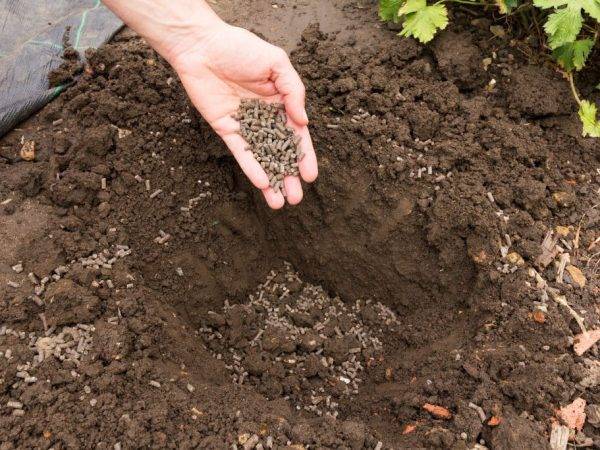 Органические удобрения: какие виды бывают, способы и нормы внесения в почву