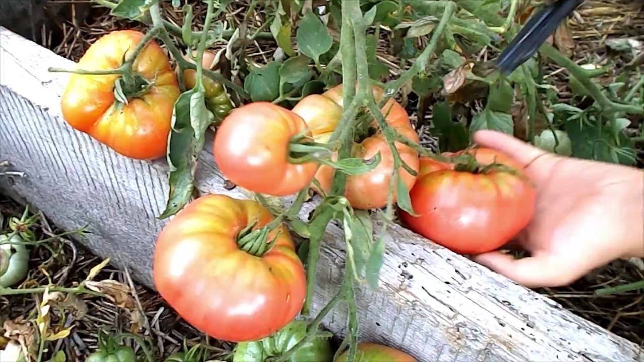 Описание томатов «мишка косолапый»: урожайность, вкус, устойчивость к болезням